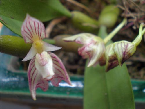 哪种兰花长在石头里好养,石头缝里开出的兰花什么意思