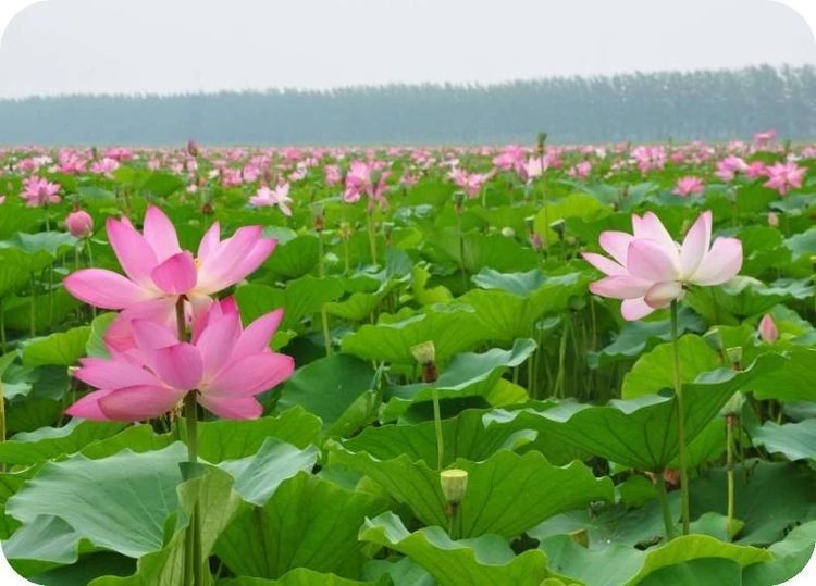 庄稼收成不好怎么办,庄稼常年收成不好