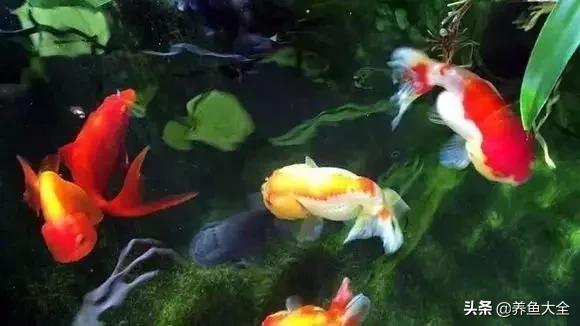 养鱼大神都养什么鱼,鱼缸养鱼都有哪些鱼