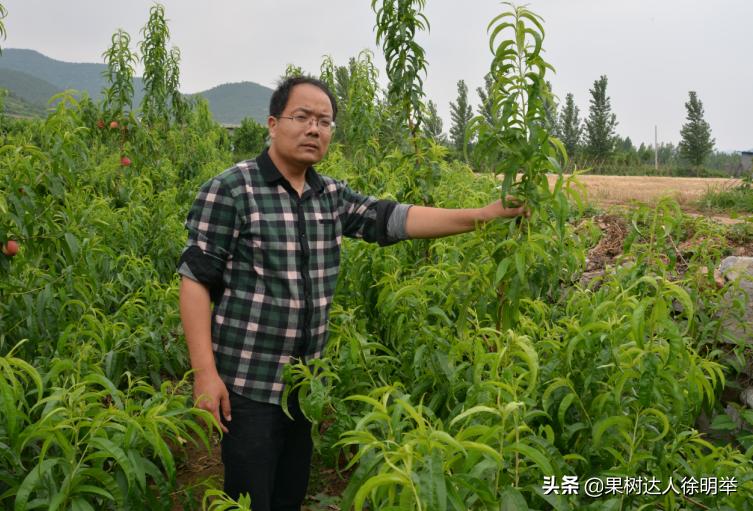 桃树主干形修剪技术有哪些,主干形桃树的夏季修剪方法完整版