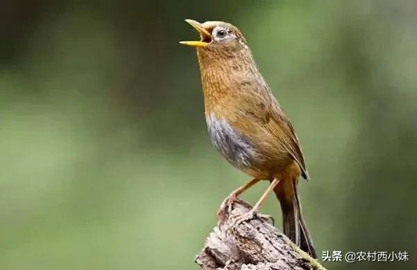 捡到的野鸟怎么驯服有效,刚入手的野鸟怎么驯化