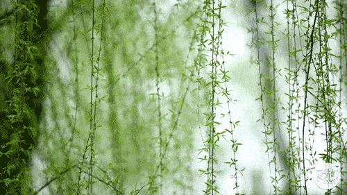 歌手主播团队,明星小主播朗诵