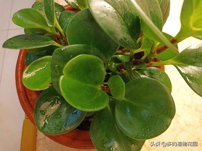 碧玉植物怎么养护,翡翠碧玉植物怎么养