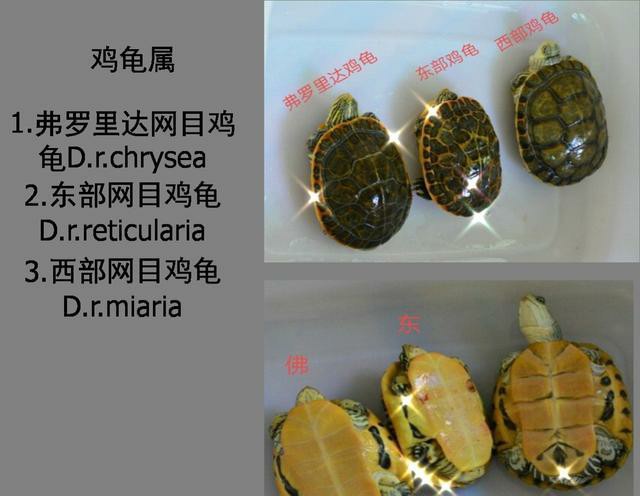 龟的种类大全图解巴西红耳龟,巴西龟品种大全大图高清