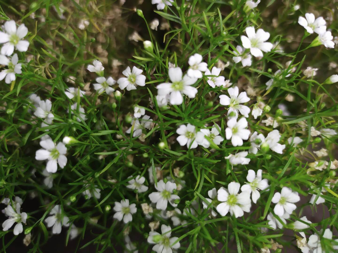 缕丝花,可不要错以为这是满天星哦