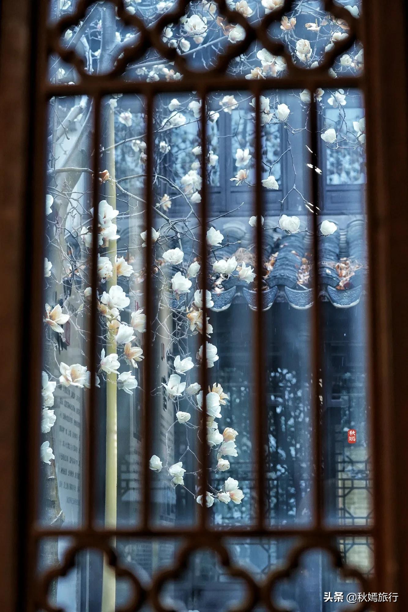 雨中赏樱别有意境,雨中赏玉兰美句