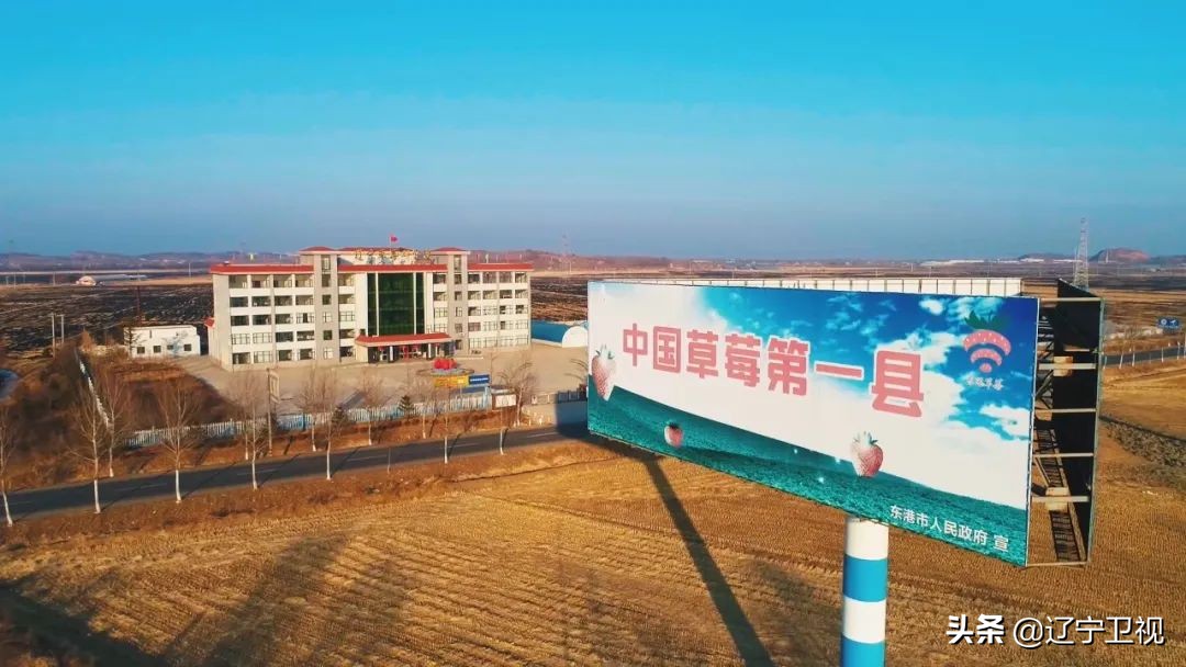 东港草莓红火,东港草莓产业成功的奥秘