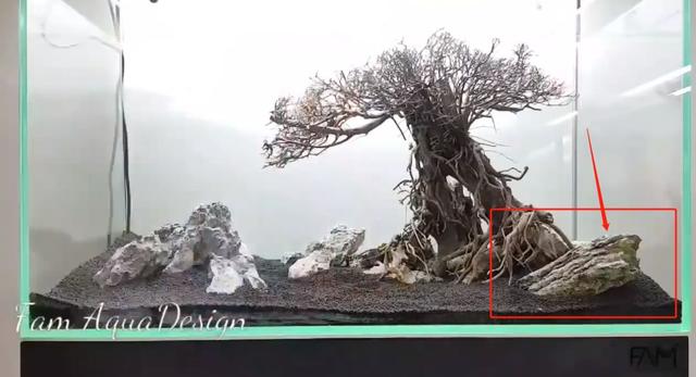 莫斯树到底好不好,莫斯树是什么