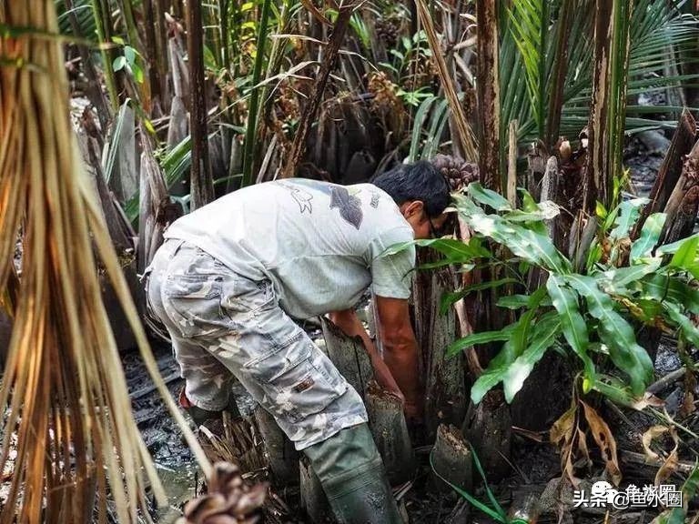 泰国斗鱼和中国斗鱼的杂交品种,中国斗鱼与泰国斗鱼哪个更厉害
