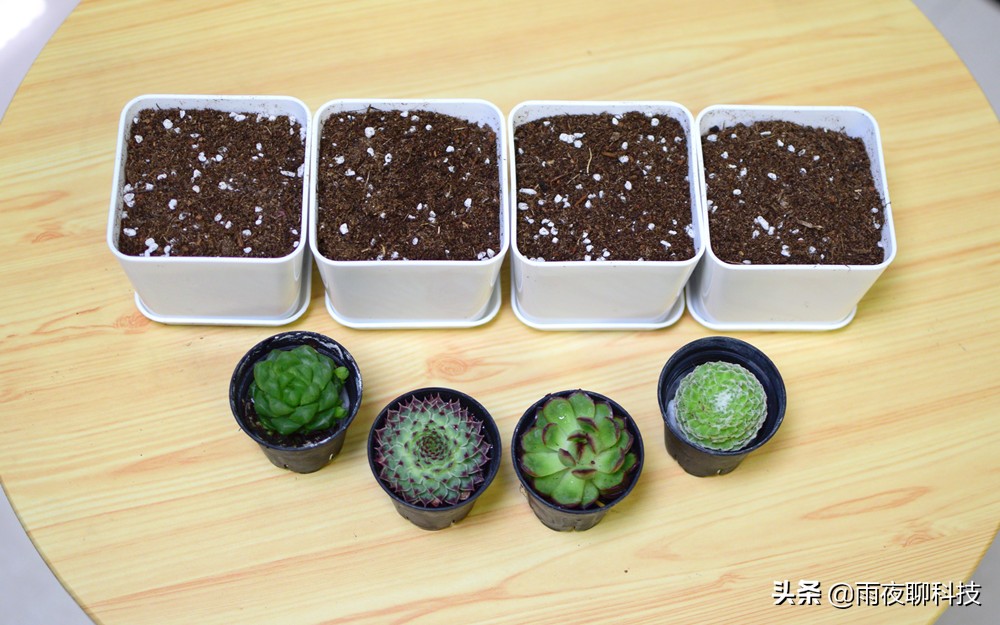 LED种植机体验：黑科技光谱养花，家里的多肉有救了