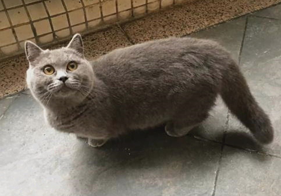 猫咪四岁可以继续养奶猫吗,猫咪多大可以离开母猫单独喂养