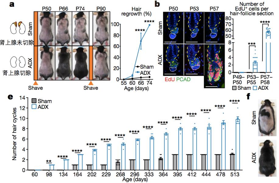 压力大掉头发是怎么回事,压力大掉头发咋办