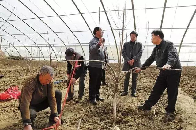 樱桃栽培技术最新视频,大连樱桃气雾栽培技术