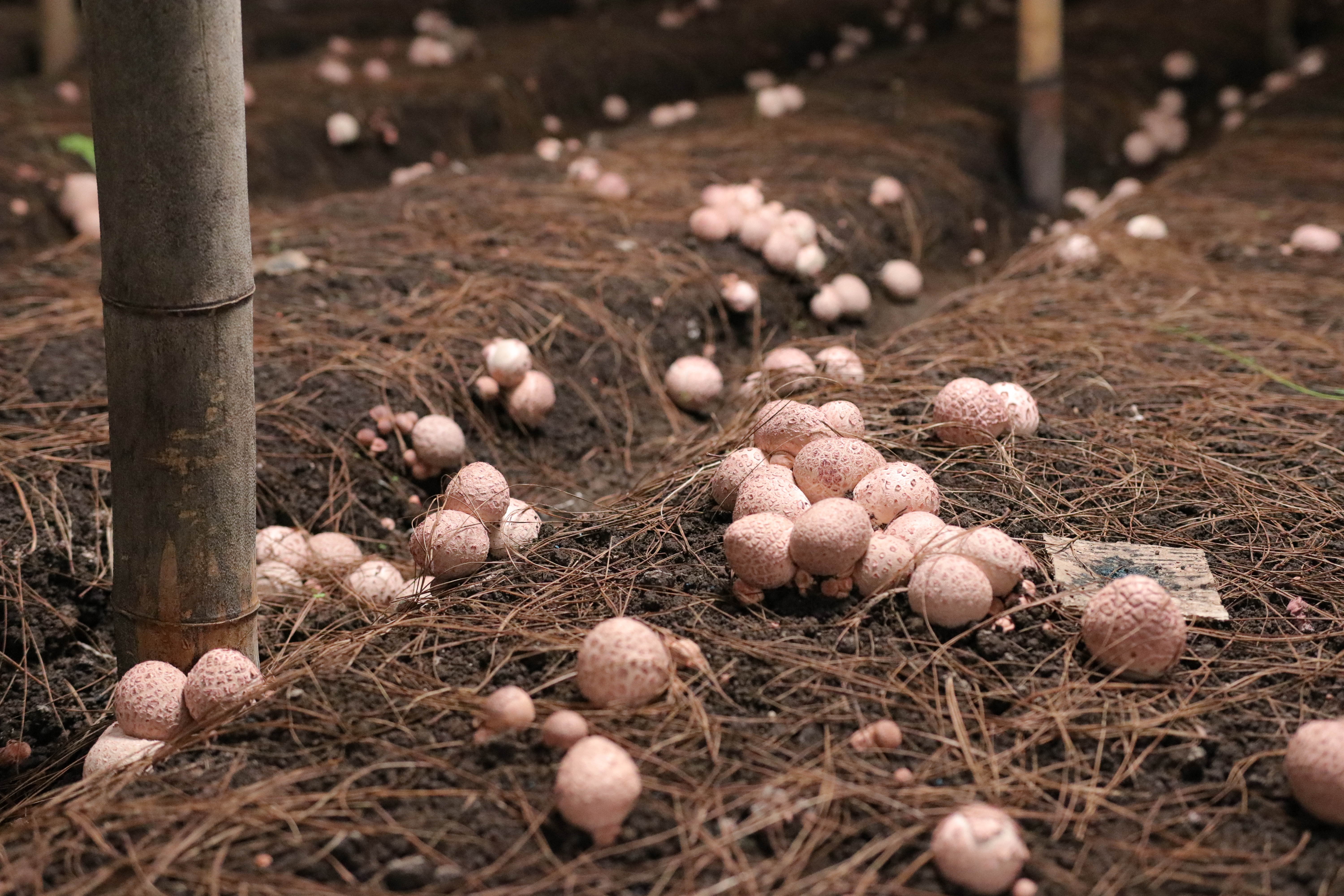 竹荪哪里产地最好,最好的竹荪产地在哪里