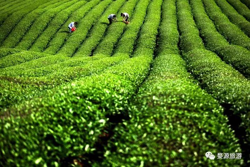 五一去婺源千古茶园,婺源茶文化旅游路线攻略