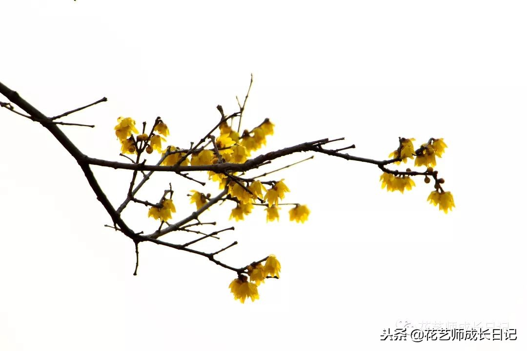 每日一花|平生相见即眉开,一枝腊梅踏雪来