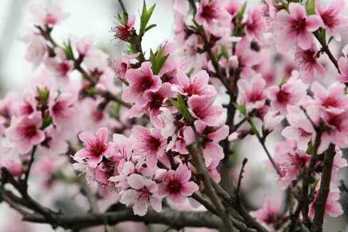 怎么样防治桃小食心虫,梨小食心虫蛀果过程