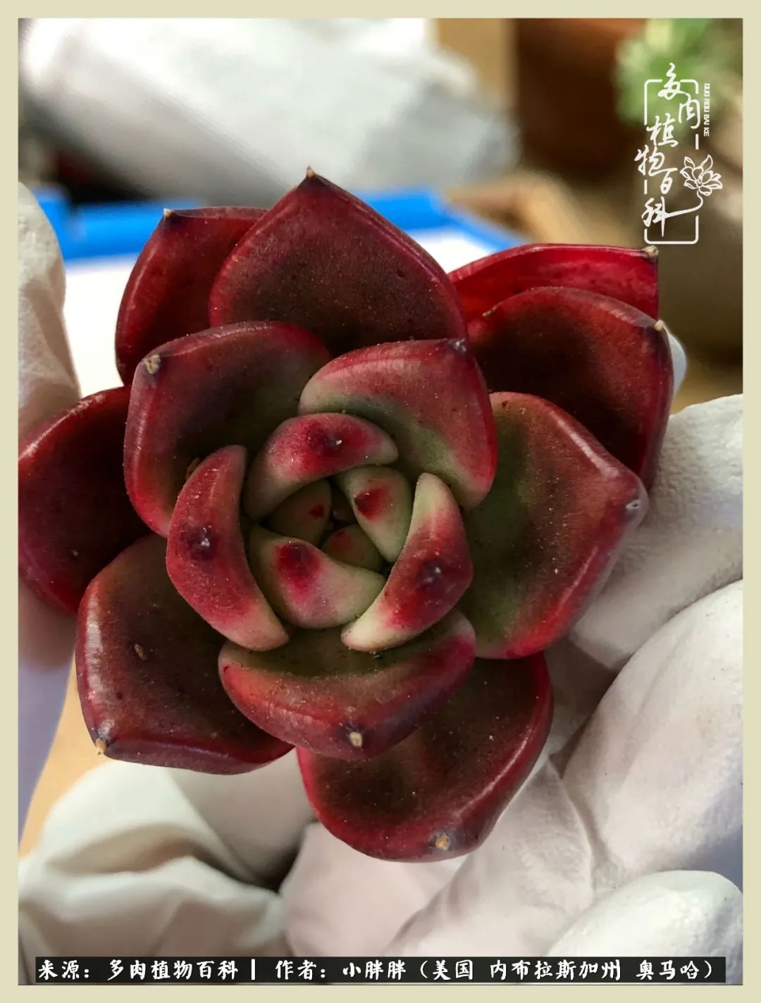 多肉小白入坑攻略,多肉小白2个月成功入坑