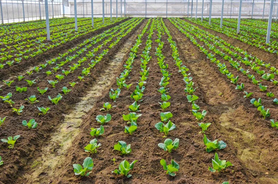 怎样才算家庭农场,怎样才能有自己的农场