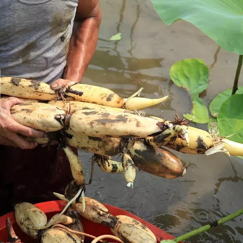 秋天口鼻干燥吃什么饮食,秋天干燥多吃什么食物