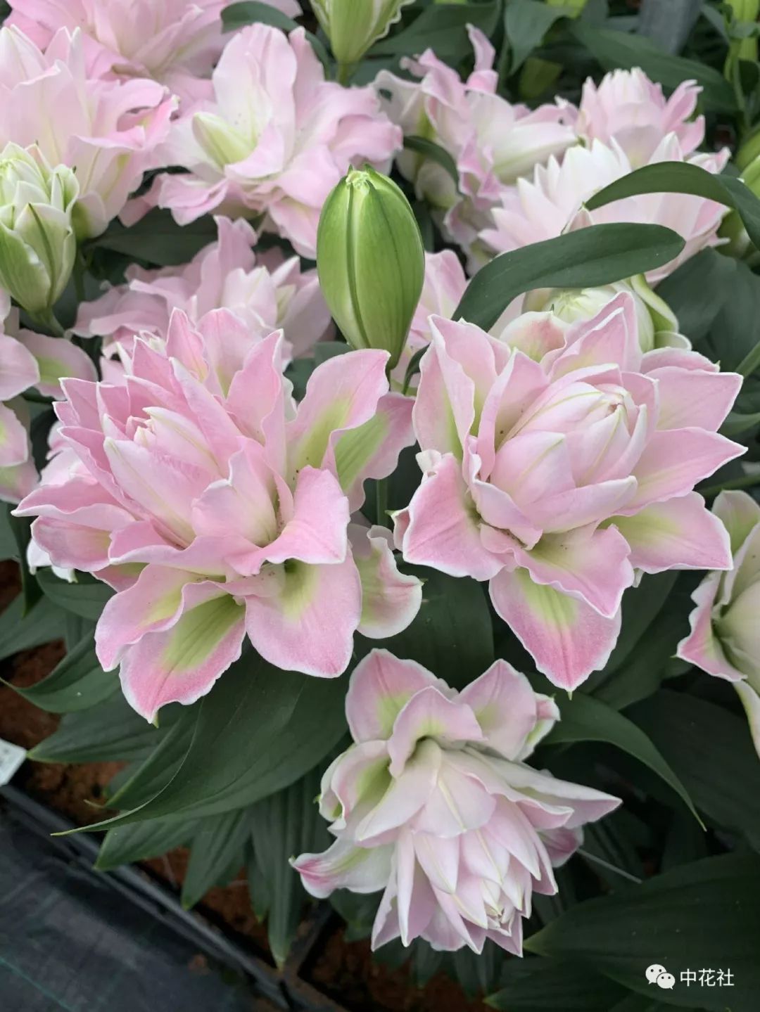 百合种球“*私走**”案引发蝴蝶效应,业内:这只是刚开始