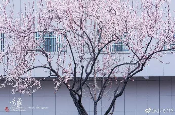 濡備綍鍖哄垎妯辫姳妗冭姳姊ㄨ姳鏉忚姳娴锋,妯辫姳妗冭姳鏉庤姳鏉忚姳濡備綍鍖哄垎