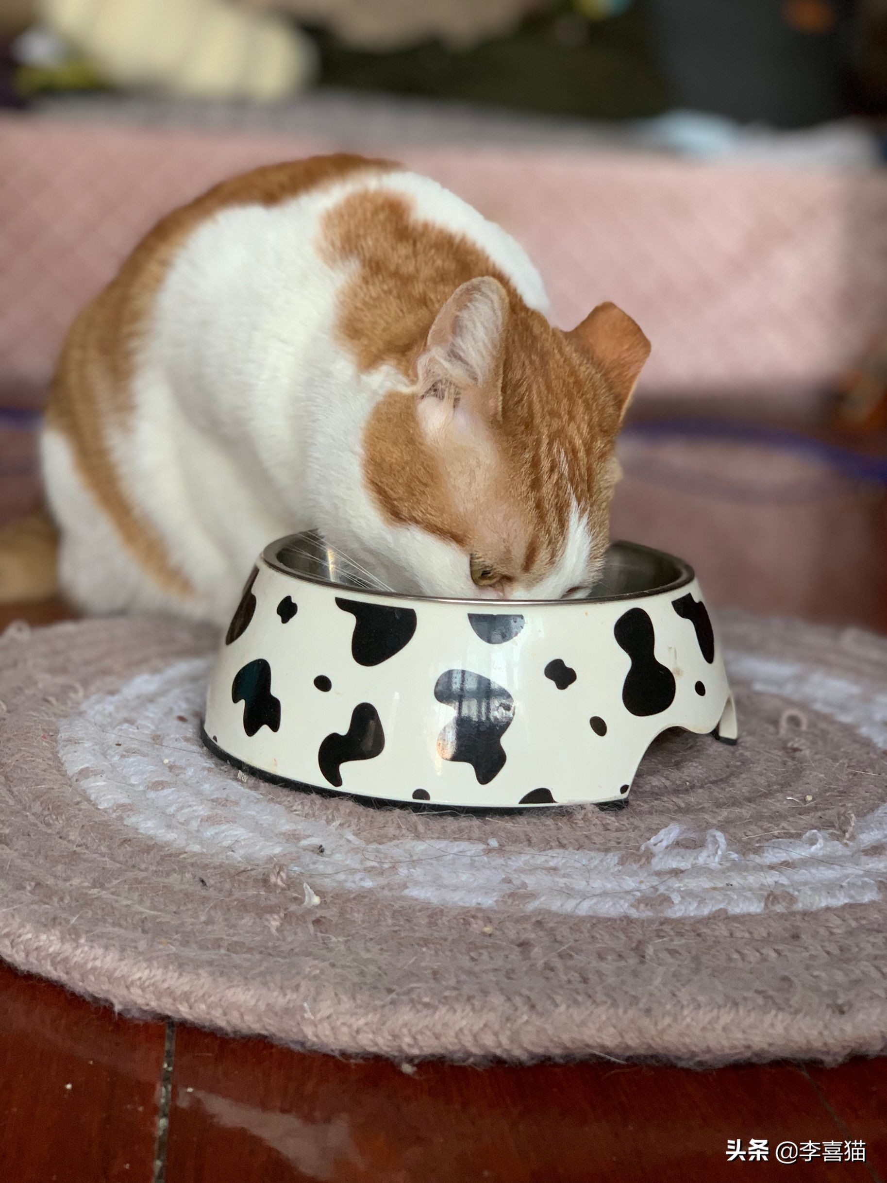 橘猫噬元兽,噬元兽为什么选择橘猫