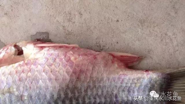 鲫鱼暴发性出血病,鲫鱼全身出血死亡是什么病