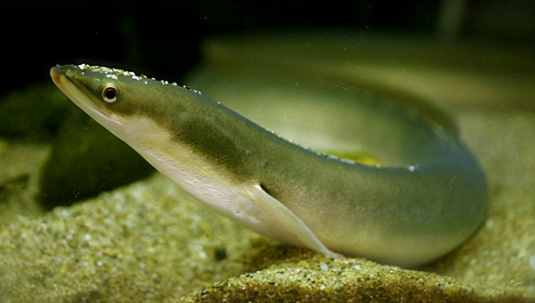 鳗鱼禁捕,鳗鱼繁殖之谜至今无法破解