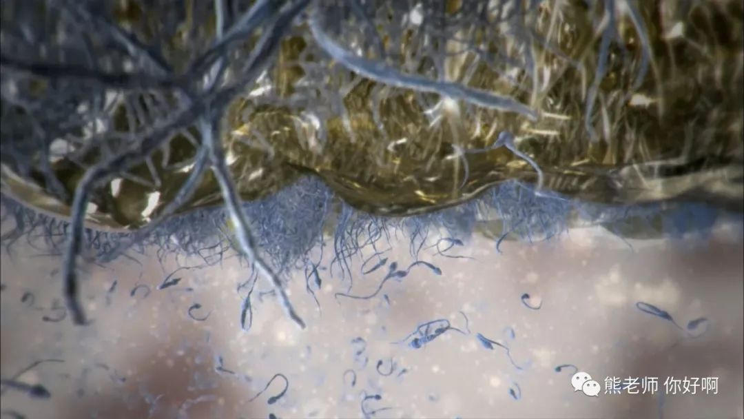 生命起源卵子,生命起源胚胎形成完整版