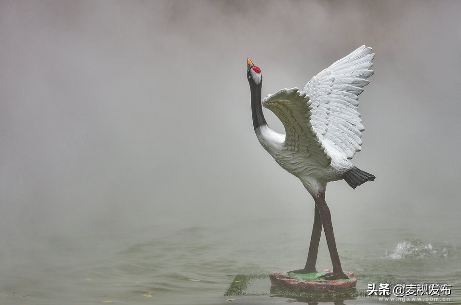 马跑泉公园有菊花展吗,庆祝菊花