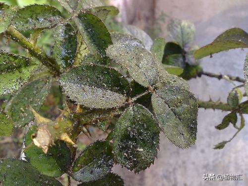 教你识别十大虫害,专治各种害虫图谱大全