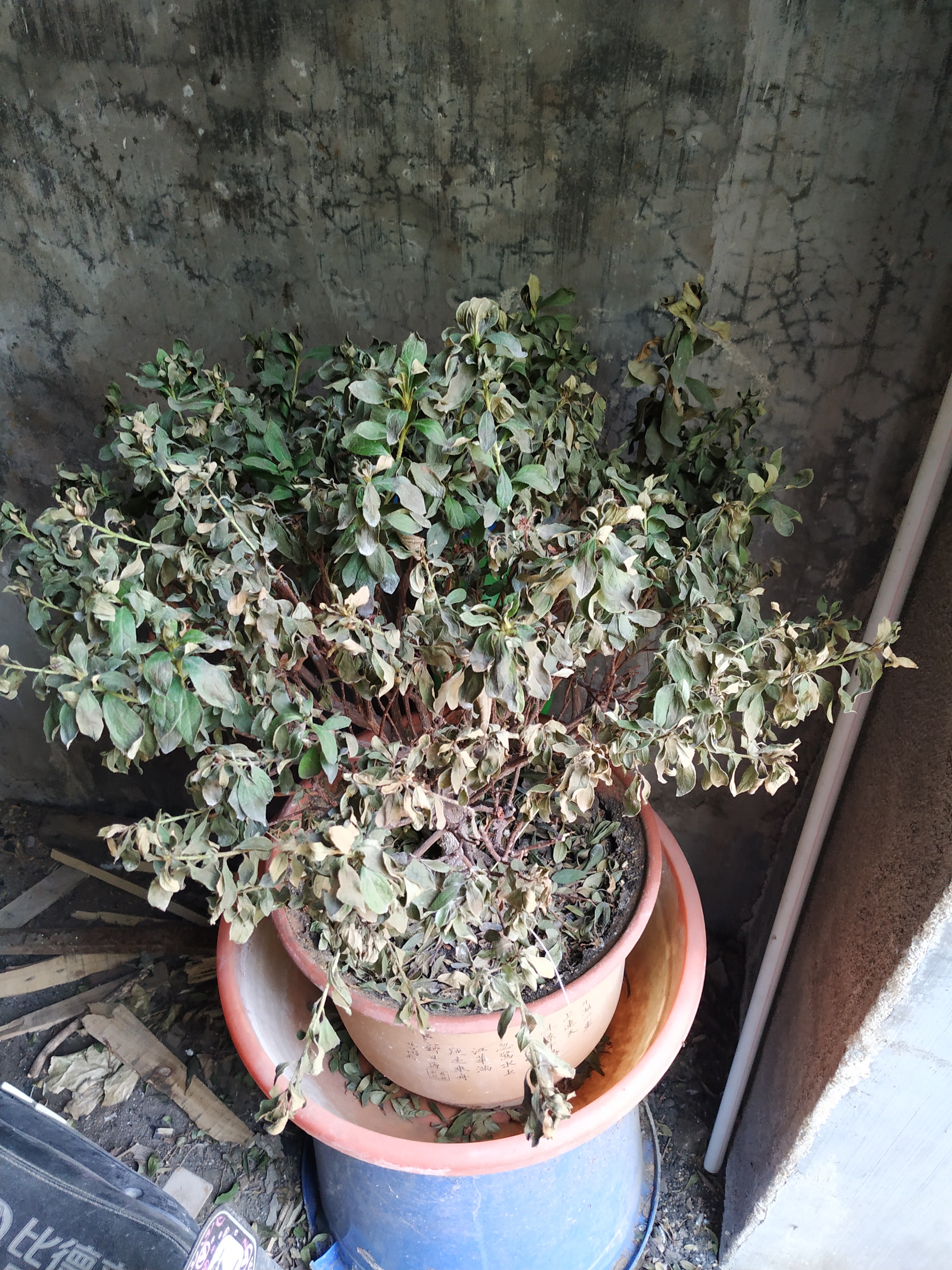 杜鹃花浇水多了叶子会变黑吗,杜鹃花浇水后根部腐烂