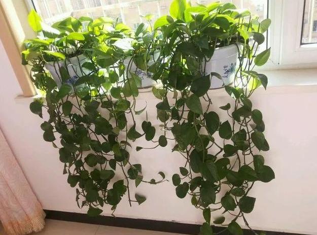 水培绿萝烂根叶子变黄怎么拯救,水培绿萝烂根黄叶家庭小妙招