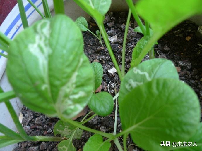 农药杀虫剂专业知识详解,农药杀菌剂和杀虫剂区别在哪