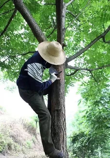 买家具到处是坑,买家具的人一般还会买什么