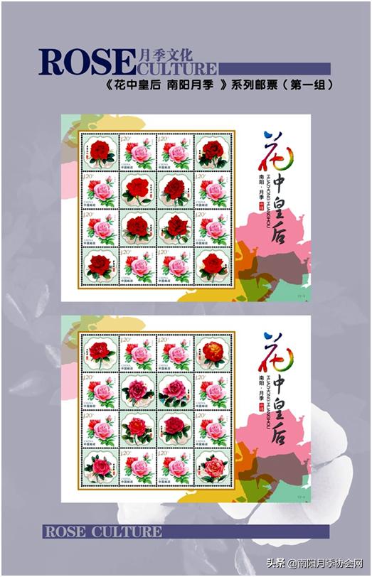 南阳世界月季之乡的金字招牌,聚焦南阳月季之美展示