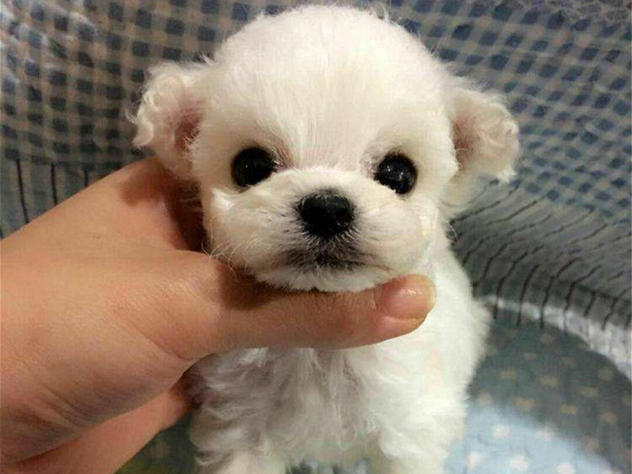 茶杯犬的习性与养殖,茶杯犬的饲养知识