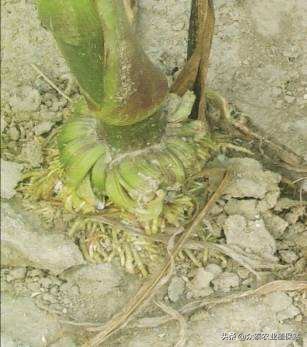 二甲四氯钠药害用什么药解救,玉米田药害