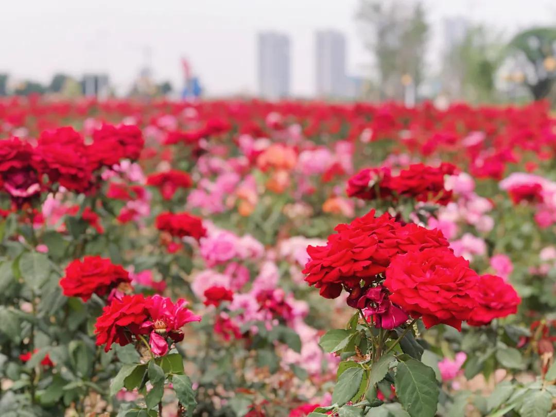 西安马尔代夫沙滩在哪里,西安马尔代夫图片