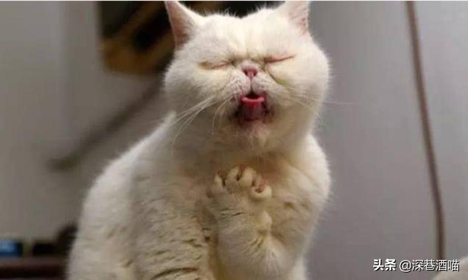 猫咪骗局揭秘,猫咪真的有迷信说法吗