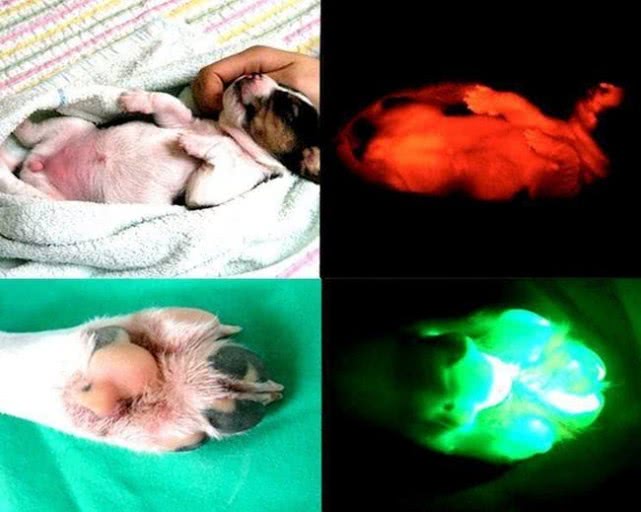 世界上真的存在蜘蛛侠吗,人类有可能变成蜘蛛侠吗