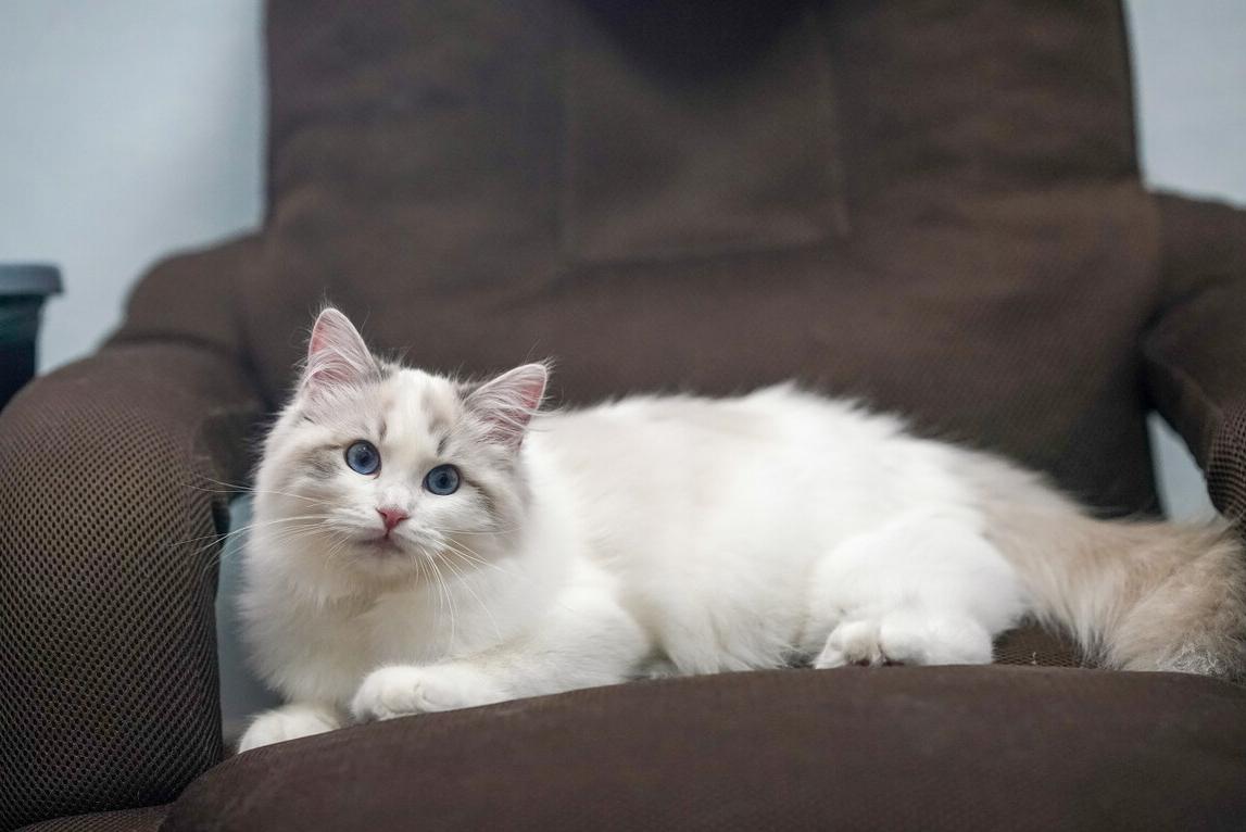 布偶猫养公猫好还是母猫好,布偶猫养母的还是公的