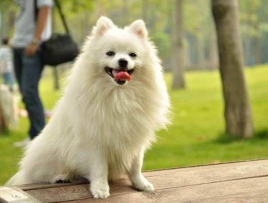 狗狗为什么人工授精,什么叫人工授精狗狗