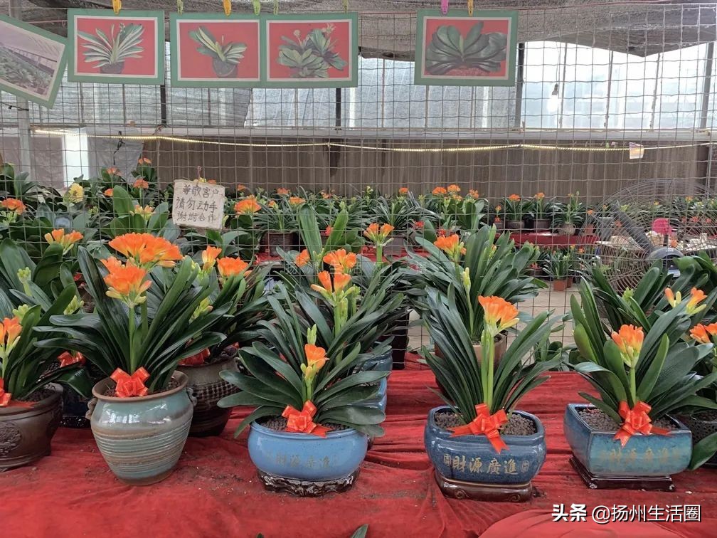 2元花盆批发清仓,2元花卉批发市场