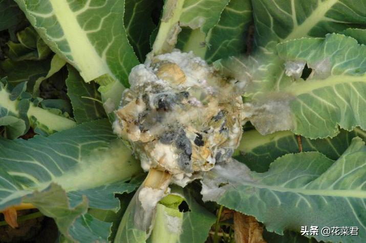 花菜菌核病症状,花菜菌核病特效药