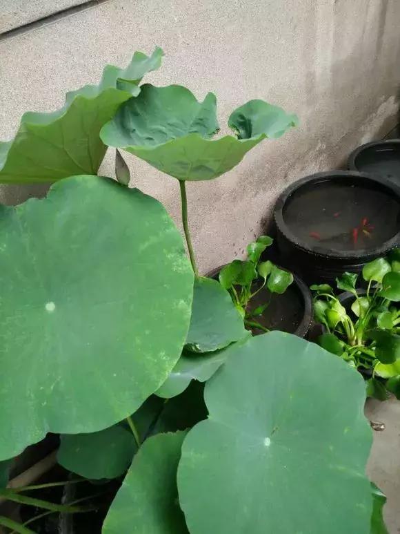 水缸种莲藕吃不完,旧水缸种莲藕的方法