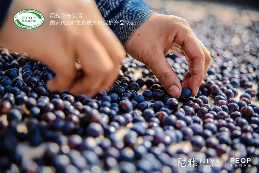 尼雅“云”发战略新品:亮出生态与文化两大IP,“钱”景吸睛