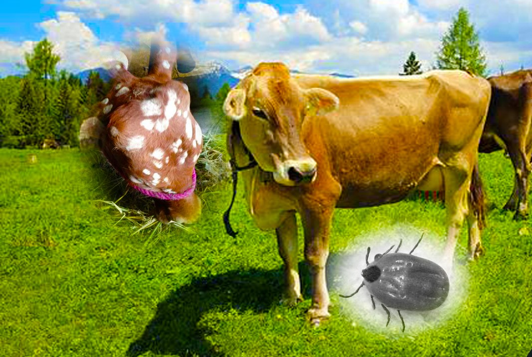 牛怀孕两个月可以用驱虫药吗,怀孕牛用什么药驱虫安全高效