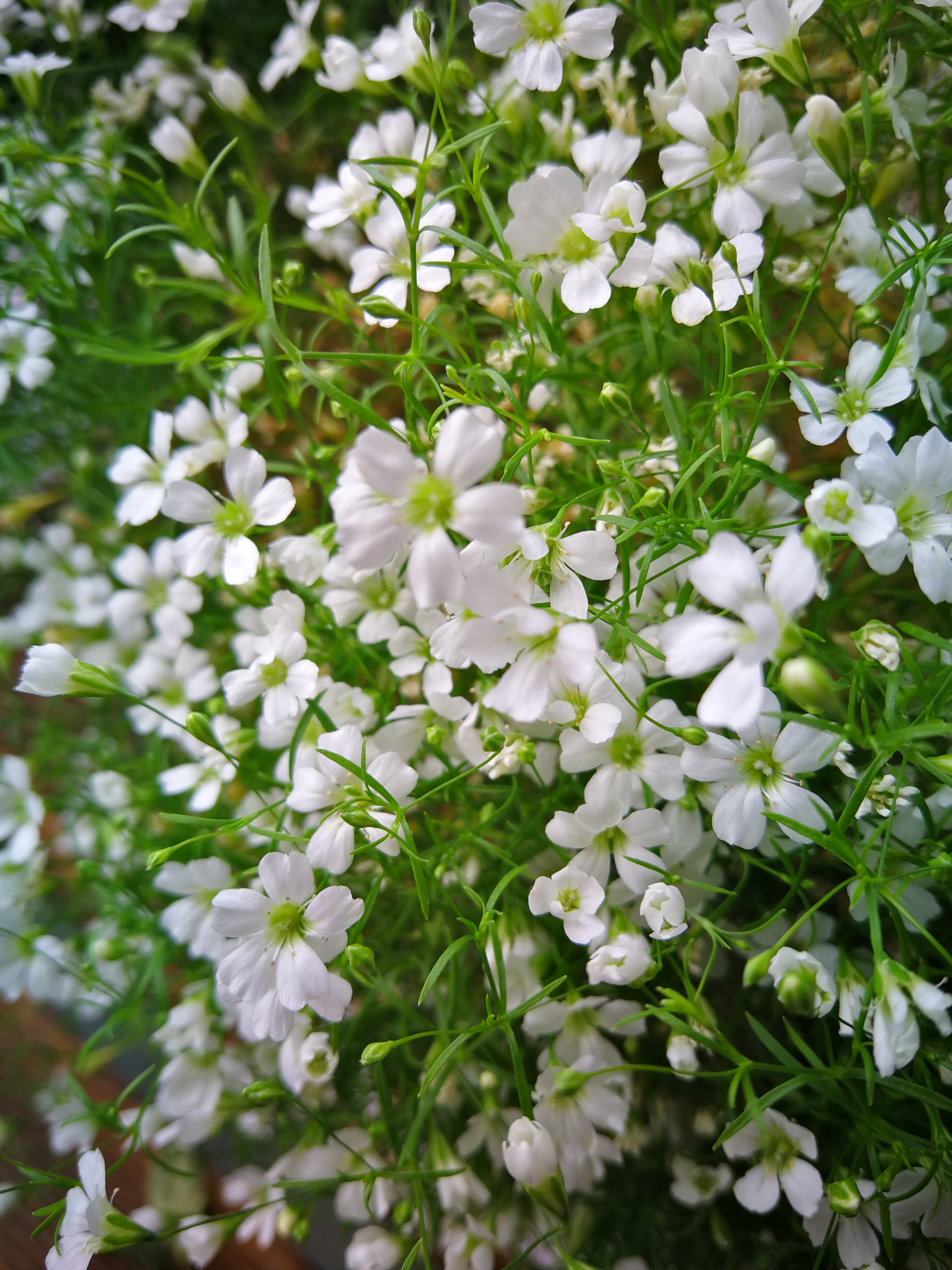 满天星多肉怎么养才能爆盆,满天星养肥怎么用